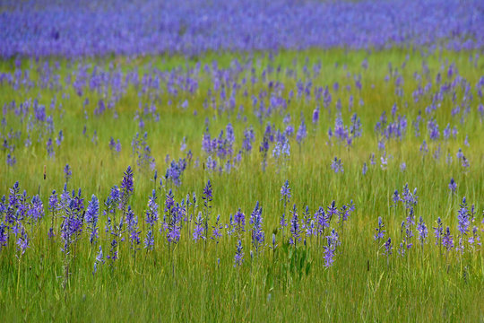 Purple camas flowers in field, eastern Oeegon. The bulbs were a food source for Native American tribes 