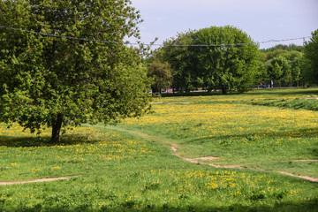 field of yellow dandelions and trees