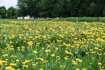 field of yellow dandelions green meadow grass