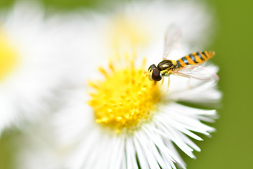 Little Bee on the flower