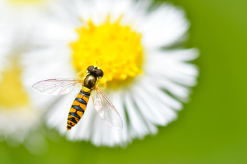 Little Bee on the flower