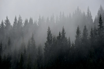 Rain Squall in forest with soft silhouette of trees creating a duo tone image, North Central Oregon 