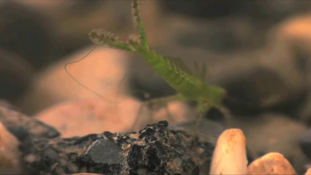 Damselfly larvae captures mosquito larvae 1142 2