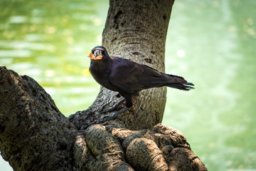Black crow eating a claw of crab, Lumpini Park, Bangkok Thailand