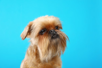 Studio portrait of funny Brussels Griffon dog on color background