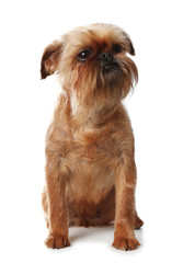 Studio portrait of funny Brussels Griffon dog looking into camera on white background