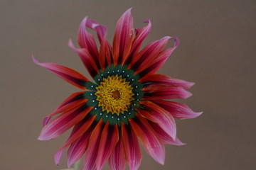 Obraz premium Gazania flower with red petals and yellow center close-up on coffee background