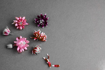 Small isolated multi-colored aquilegia flowers in the left corner on a gray background