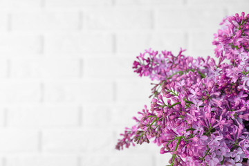 Blossoming lilac flowers on light background, closeup. Space for text