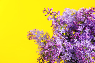 Blossoming lilac flowers on color background, closeup. Space for text