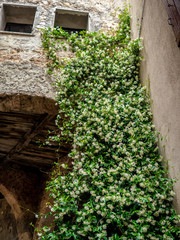 climbing jasmine in an old medieval street in Sainte Agnes French Riviera