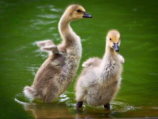 Two Goslings 