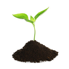 Young plant and pile of fertile soil on white background. Gardening time