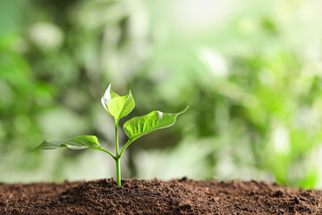 Young plant in fertile soil on blurred background, space for text. Gardening time
