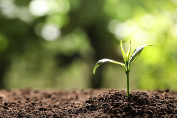 Young plant in fertile soil on blurred background, space for text. Gardening time