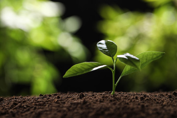 Young plant in fertile soil on blurred background, space for text. Gardening time