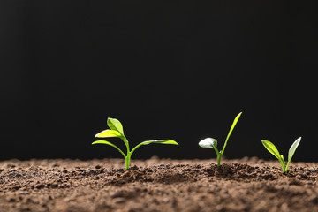 Fresh green seedlings growing on black background, space for text