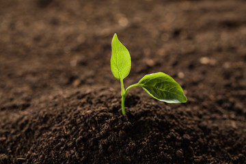 Young plant in fertile soil, space for text. Gardening time