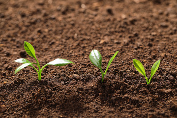 Fresh green seedlings growing in soil, space for text