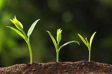 Fresh green seedlings growing on blurred background