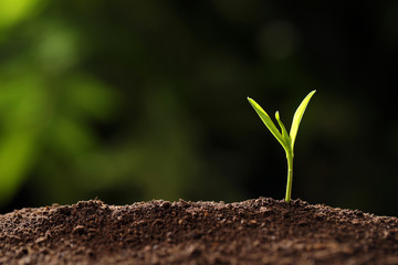 Young seedling in soil on blurred background, space for text