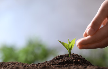 Woman protecting young seedling in soil on blurred background, closeup with space for text
