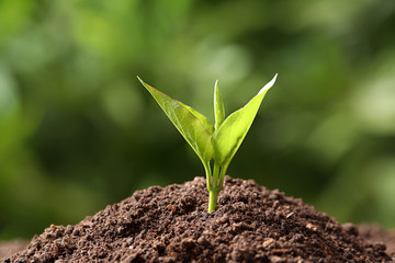 Young plant in fertile soil on blurred background. Gardening time