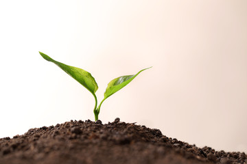Young seedling in fertile soil on light background, space for text