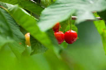 Fresh organic red cherries with stems on tree