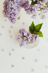 Purple spring lilac flowers still life on white