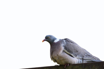 Closeup grey pigeon or city dove isolated on white background