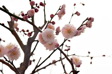Plum blossoms in full bloom in Japan