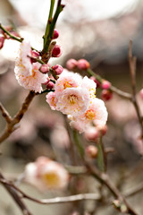 Plum blossoms in full bloom in Japan
