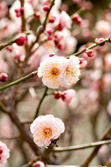 Plum blossoms in full bloom in Japan
