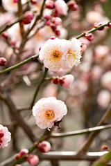 Plum blossoms in full bloom in Japan