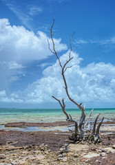 Lone tree on beach in Key West, Florida