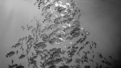 School Of Fish swim in a circle