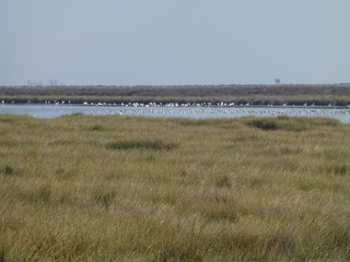 National Park of Doñana. Huelva. Analusia,Spain