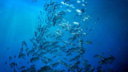 Fototapeta na wymiar School Of Fish swim in a circle