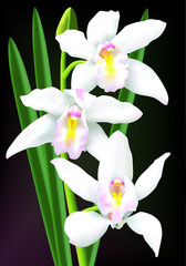Naklejka premium Beautiful white cymbidium orchids isolated on a dark background.
