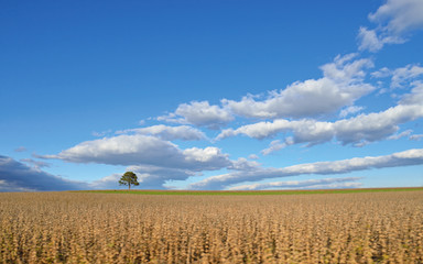 Obraz premium Lone tree in a field