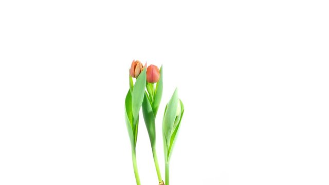 Time lapse video of a red tulips growing and blossoming on a white background