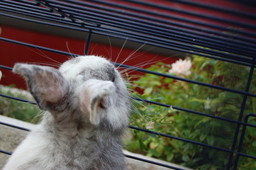 Conejo en jaula queriendo salir