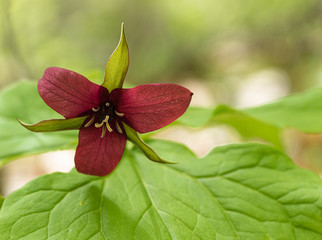 red trillium up close on a forest trail  in Algonquin Park 