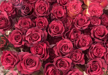 buds of burgundy roses
