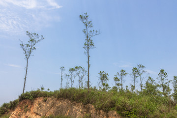 Windy weather looking up at the straight small trees growing on the slopes of the mountain on the background of the blue sky