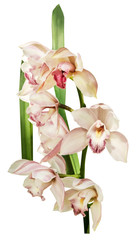 nice white and rose orchid branch and leaf isolated