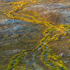 Bright Green Grasses Line Streams