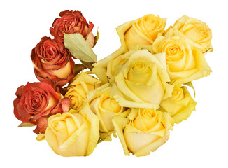 yellow and red roses isolated on white background