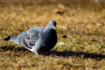 Pigeon
